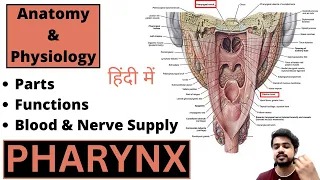 Pharynx Anatomy and Physiology  | Nasopharynx | Oropharynx | Laryngopharynx | Hindi