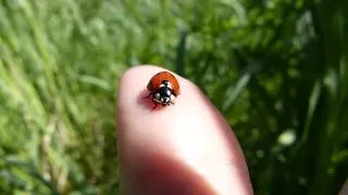 Stupenda Coccinella sulla mia mano - Wonderful "Ladybird" on my hand