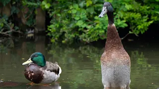 Hundreds of birds found dead after suspected Avian flu outbreak in Ontario