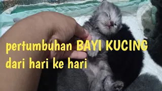 PERKEMBANGAN ANAK KUCING DARI MULAI LAHIR SAMPAI BISA MAKAN WETFOOD