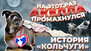 "Акелла промахнулся". Выжила после нападения волков.