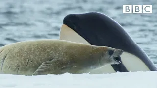 Killer whales are so clever 🤯 | Frozen Planet II - BBC