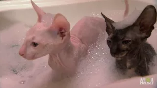 Hairless Kitty Bath | Too Cute!