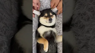 [ASMR] Shiba Inu Manyu&Bai cleaning spa asmr.