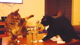 Cats Being JERKS - Funny Cat Compilation Try Not To Laugh || PETASTIC 🐾