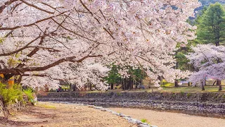 [CUO PLAYLIST] 벚꽃 만개하는 날, 봄에 듣고 싶은 노래