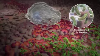 How White Blood Cells Work