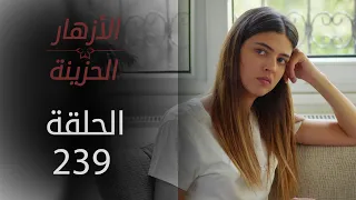 مسلسل الأزهار الحزينة | الحلقة 239 - الموسم الثاني