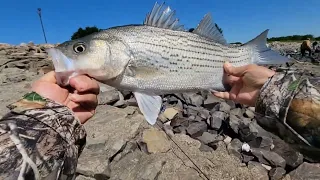 SIGUEN ACTIVOS LOS WHITE BASS Y HIBRYDOS EN ESTA HERMOSA COMPUERTA DE PESCA