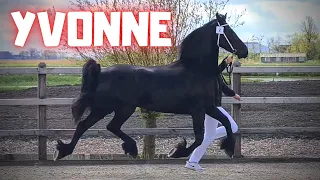 Yvonne to the inspection | Friesian Horses
