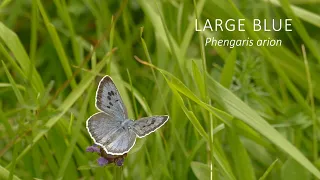 The Large Blue butterfly