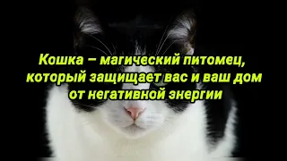 Кошка – магический питомец, который защищает вас и ваш дом от негативной энергии