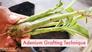 adenium grafting technique for more brenches