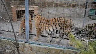 Кошка и тигры! Тайган Cat and tigers! Taigan