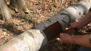 Birch Bark Salve.