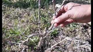 1 yaşındaki üzüm fidanının kış bakımı, yeni dikilen bağın budaması ve bağlanması