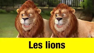 Les lions - Têtes à claques