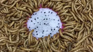 MEALWORMS vs DRAGON FRUIT Time Lapse