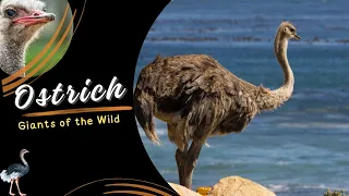 The Majestic Ostrich: A Journey into the Wild