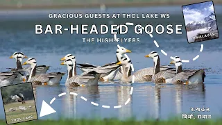 Bar-headed Goose | Bar-headed Goose at Thol wildlife sanctuary