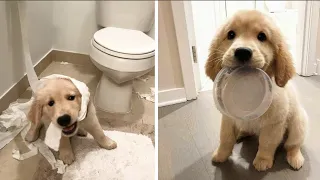 You Would Want a Golden Retriever Puppy after Finishing this Video - Funny and Cute Golden Retriever