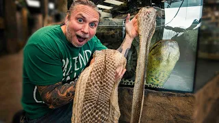 HUGE ANACONDA SHEDS UNDERWATER!! CAUGHT ON FILM!! | BRIAN BARCZYK