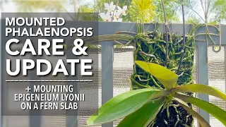 MOUNTED PHALAENOPSIS ON FERN SLAB UPDATE | How To Mount An Orchid | Mounting Epigeneium Lyonii