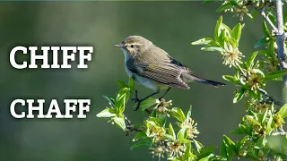 Chiffchaff singing bird | WildLife Photography