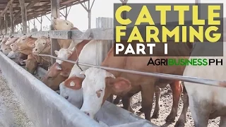 Cattle Farming Part 1 : Cattle Farming in the Philippines | Agribusiness Philippines