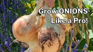 ONION GROWING GUIDE: plus TIPS for growing onions in HOT CLIMATES