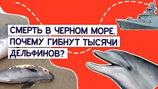Тысячи дельфинов гибнут в Черном море из-за войны. Новости Крыма