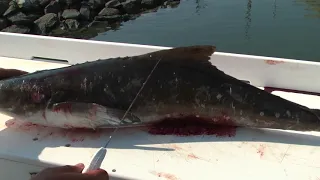 How to Fillet UP a Cobia - Dexter Outdoors