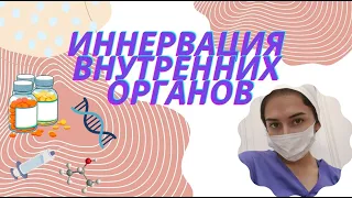 ИННЕРВАЦИЯ ВСЕХ ВНУТРЕННИХ ОРГАНОВ | Быстрая анатомия за 6 минут