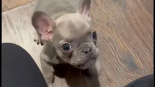 Tiny Frenchie pretends to be innocent after peeing on the floor and being caught by his father