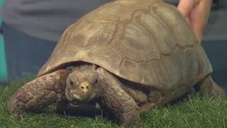 Have you seen the Red-footed tortoise's at the Maryland Zoo