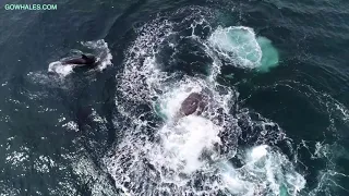 Humpback whales defend Gray whale against Killer whales