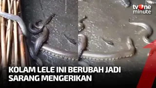 MERINDING! Lama Gak Dikuras, Penampakan Kolam Lele Ini Bikin Ngeri | tvOne Minute