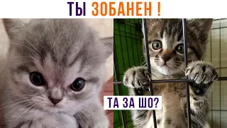 КОТА ЗАБАНИЛИ (кранты) ))) Приколы с котами | Мемозг 1247