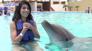 AMAZING Dolphins     FUNNY AND CUTE DOLPHIN VIDEOS  COMPILATION