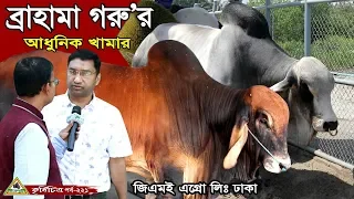 221- অরিজিনাল ব্রাহামা ষাঢ় গরু।ব্রাহামা গাভী, ও ব্রাহমা বাছুর গরুর খামার। GME  AGRO LTD Dhaka