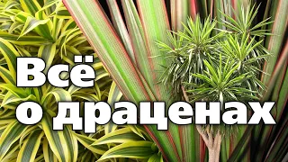 Драцены. Разновидности, секреты выращивания, формировка