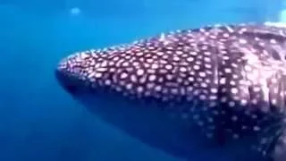 Мальдивы. Дайвинг. Китовая акула.