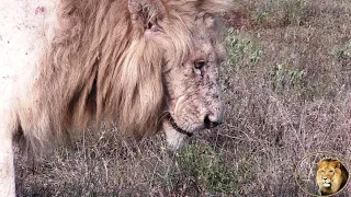 CASPER THE WHITE LION IN BAD SHAPE