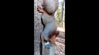 Белка очень хочет пить / The squirrel is very thirsty