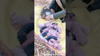 como nacen los conejos