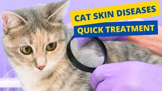 Cat Skin Diseases And Treatment - Natural Home Remedies😿