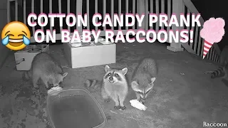 Pranking wild raccoons with cotton candy:  Momma Steals Babies Snacks!!!