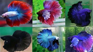 top 20 typs of fighter fish 😍 || #indian #viral || coluor beta fish #betafish.