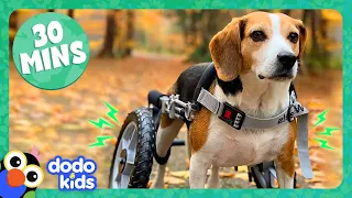 30 Minutes Of Dogs And Cats Being Ridiculous And Cute | Dodo Kids | Animal Videos For Kids