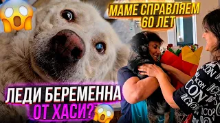 Дейзи и Леди Беременны?😱 У Мамы 27 июля Юбилей, в конце опять кто то выкинул собаку на трассу😱